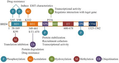 Post-Translational Modifications of BRD4: Therapeutic Targets for Tumor